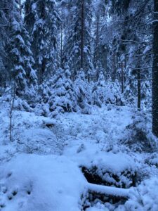 Talvinen luminen metsä.